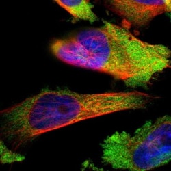 LYSMD3 Antibody, Novus Biologicals:Antibodies:Primary Antibodies